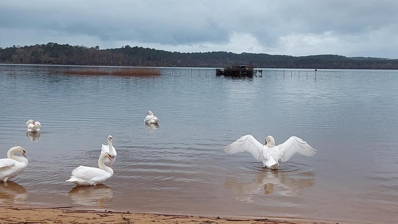 T2, 50M Du Lac, Piscine, Wifi, Jardin Terrasse Sans Vis-A-Vis, 1 A 4 Pers オレイアン エクステリア 写真