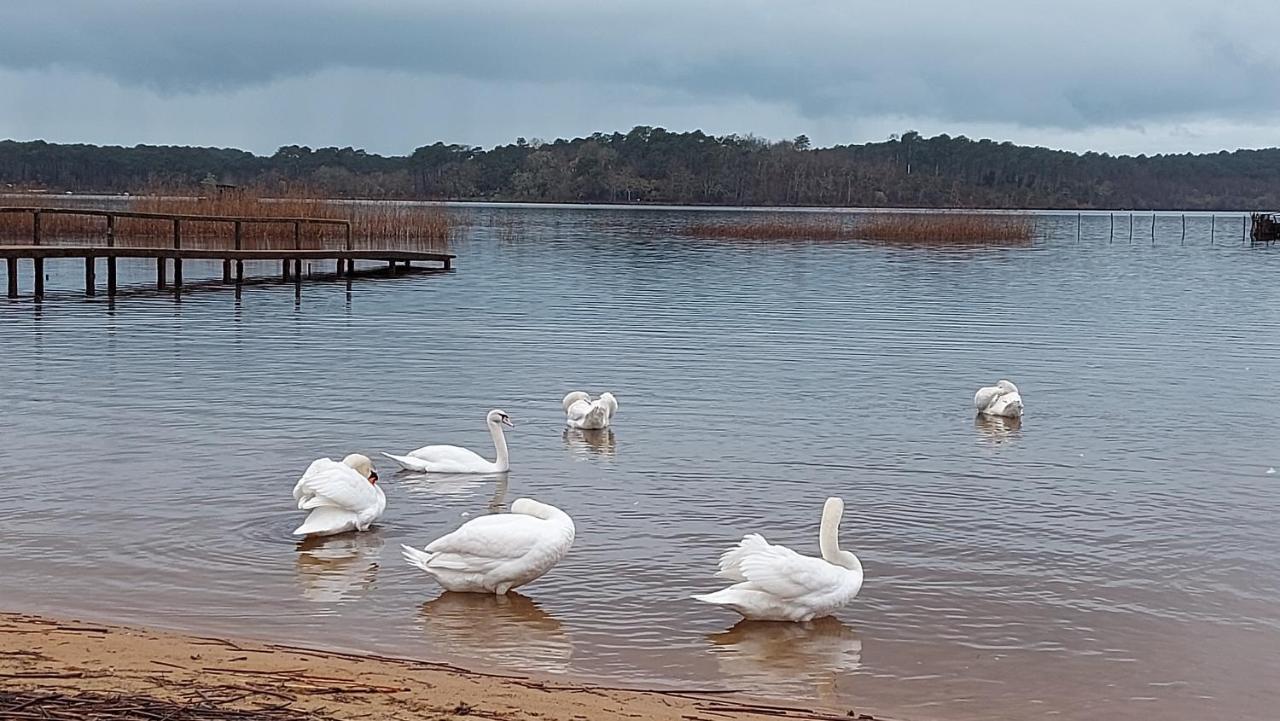 T2, 50M Du Lac, Piscine, Wifi, Jardin Terrasse Sans Vis-A-Vis, 1 A 4 Pers オレイアン エクステリア 写真